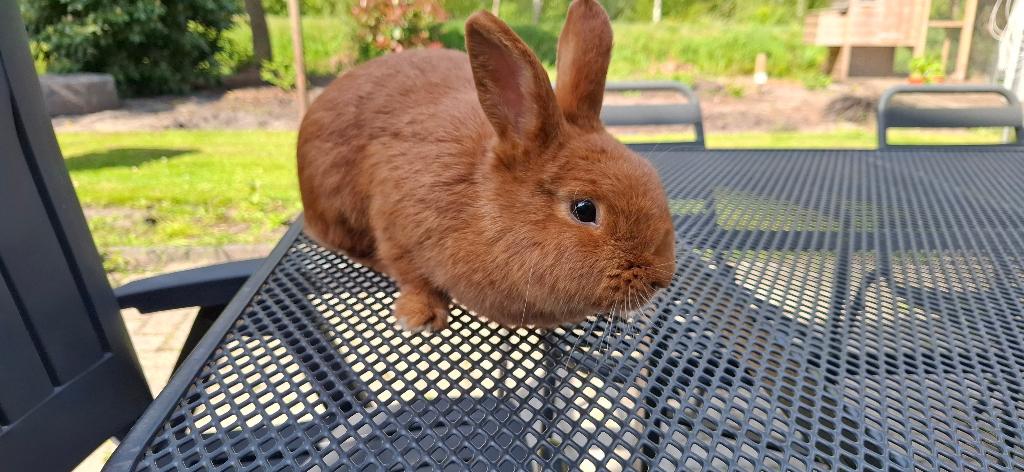 Konijn. Thrianta. Vrouwtje, 1 jaar., Vrouwelijk, Middelgroot, 0 tot 2 jaar