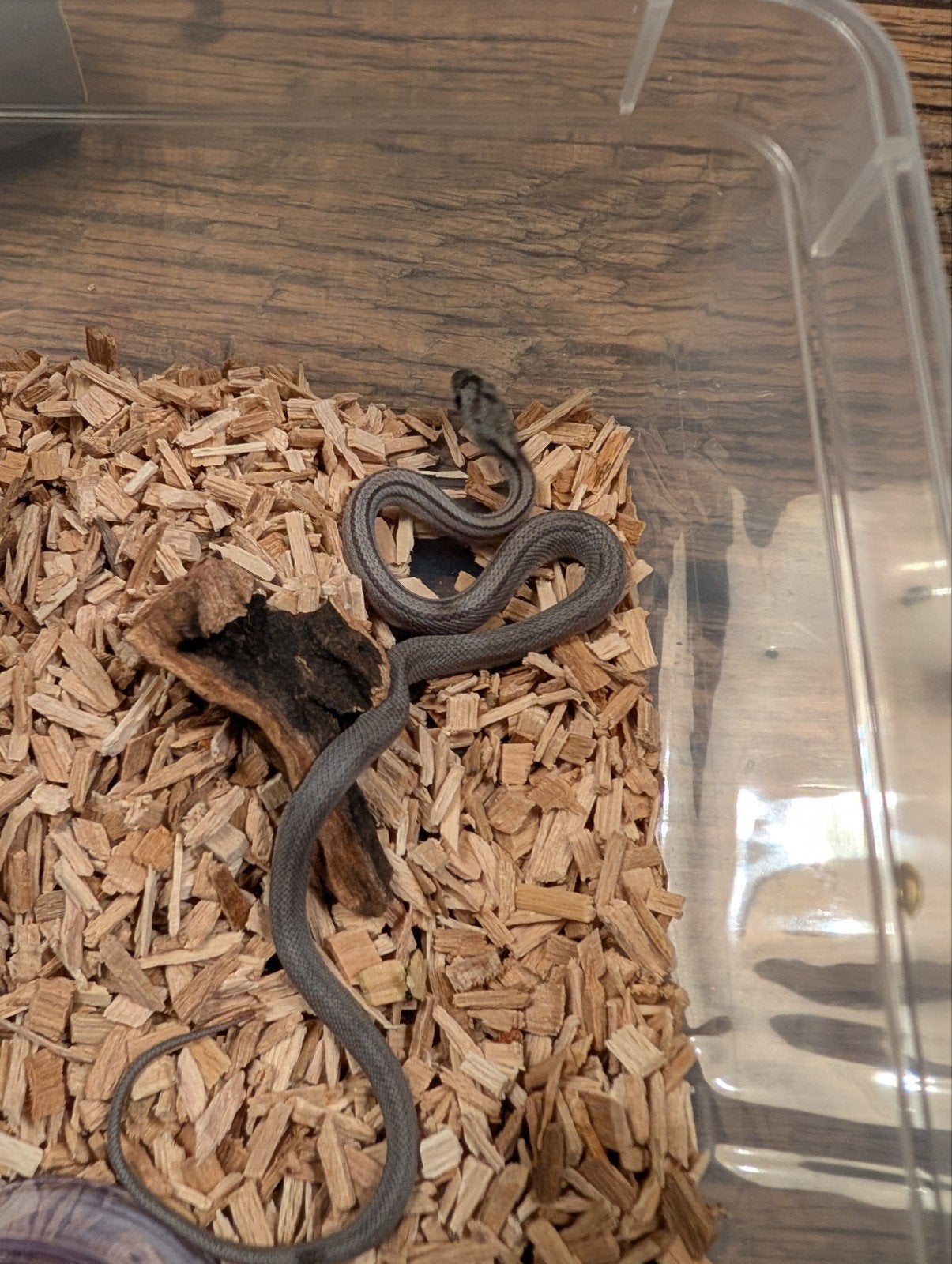 Super mooie korenslangen (genen bommetjes) Corn Snake photo 13