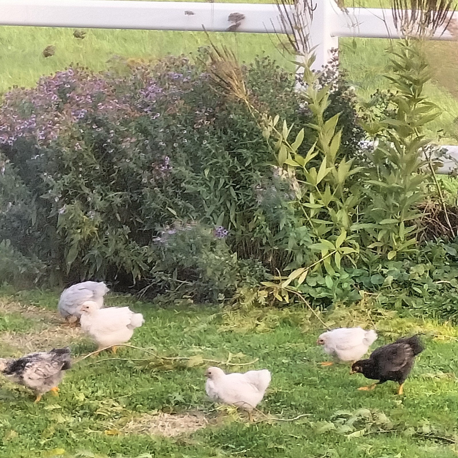 mooie jonge hennen, Dieren en Toebehoren, Vrouwelijk, Kip