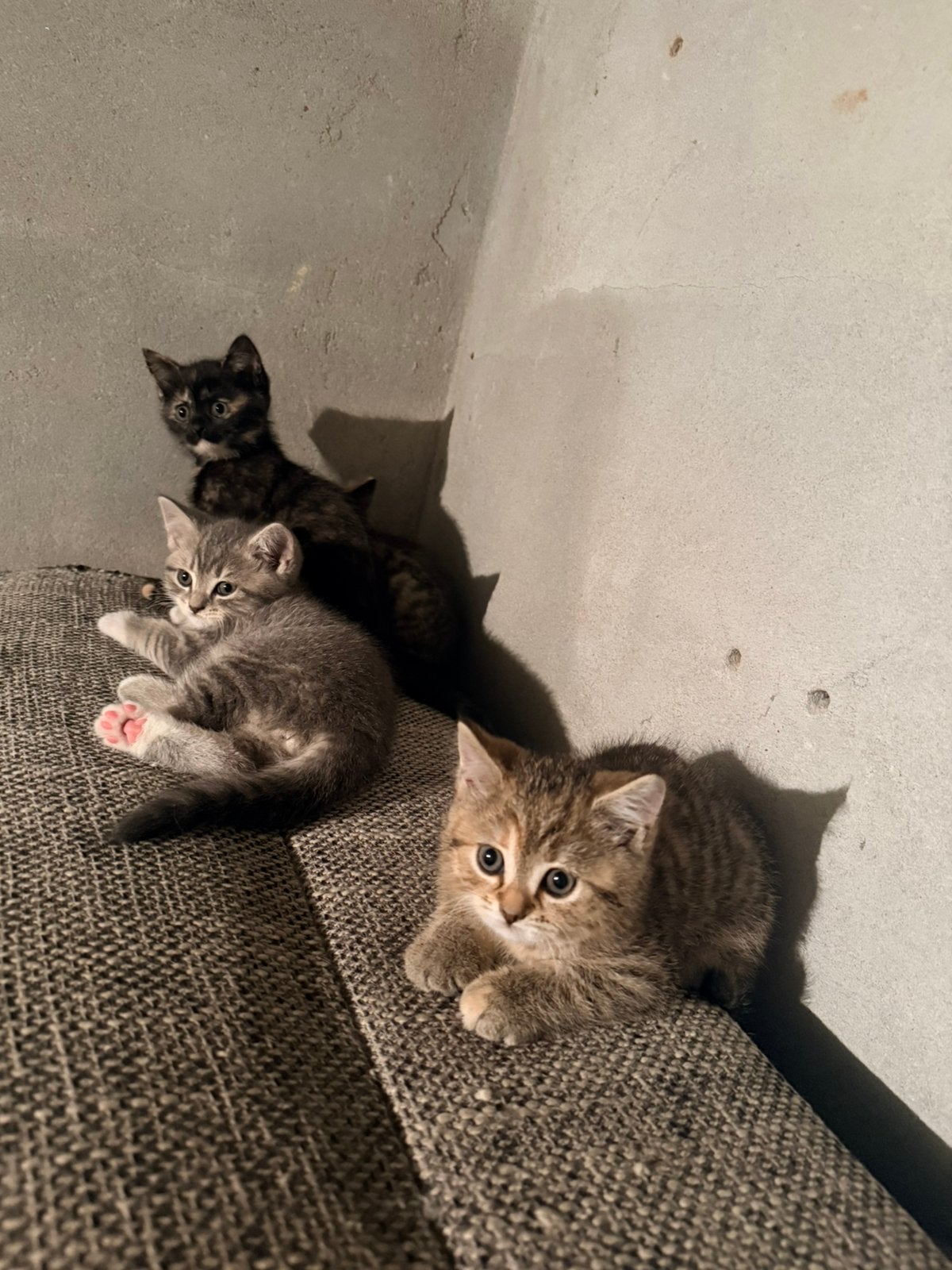 Kittens, Meerdere dieren, Ontwormd
