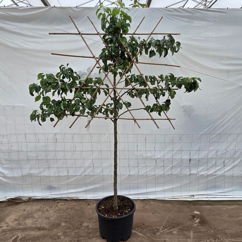 Perenboom Leivorm - Ideaal voor kleine tuinen, Ophalen of Verzenden, 100 tot 250 cm, In pot, Perenboom