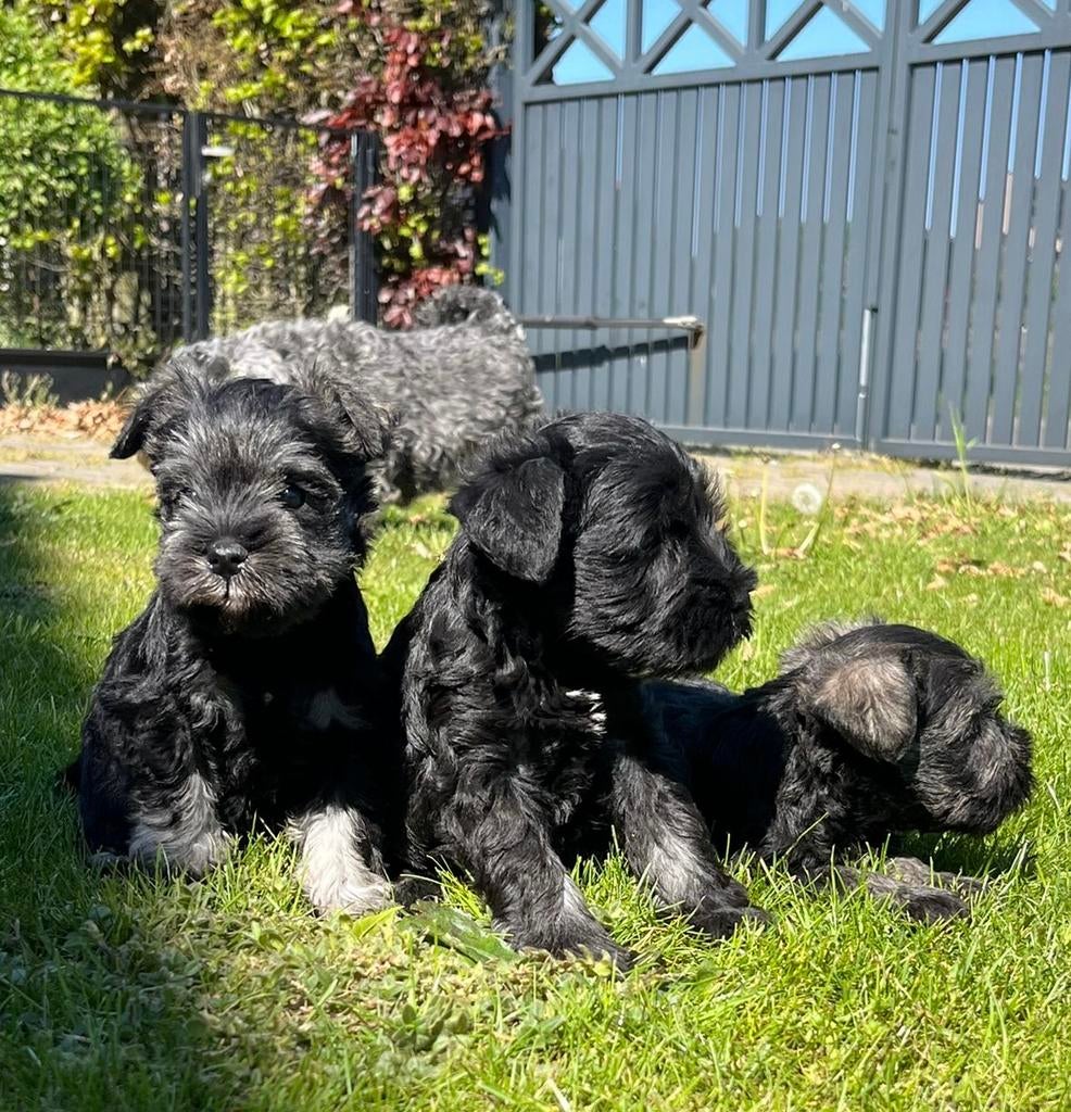 Dwergschnauzer pups dwerg schnauzer, België, Fokker | Hobbymatig, Overige rassen, 8 tot 15 weken
