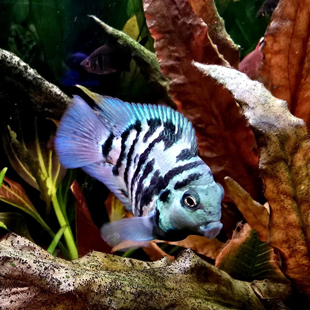 Koppeltje polar blue parrot cichlide, Dieren en Toebehoren, Vis