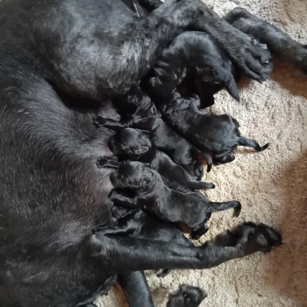 Bouvier pups, Dieren en Toebehoren, Honden | Herdershonden en Veedrijvers, Bouvier, 8 tot 15 weken, Parvo, Meerdere