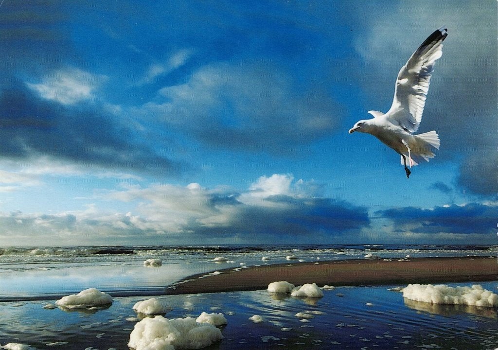 Meeuw vliegt boven het water 98, Verzenden, 1980 tot heden, Gelopen, Vogel