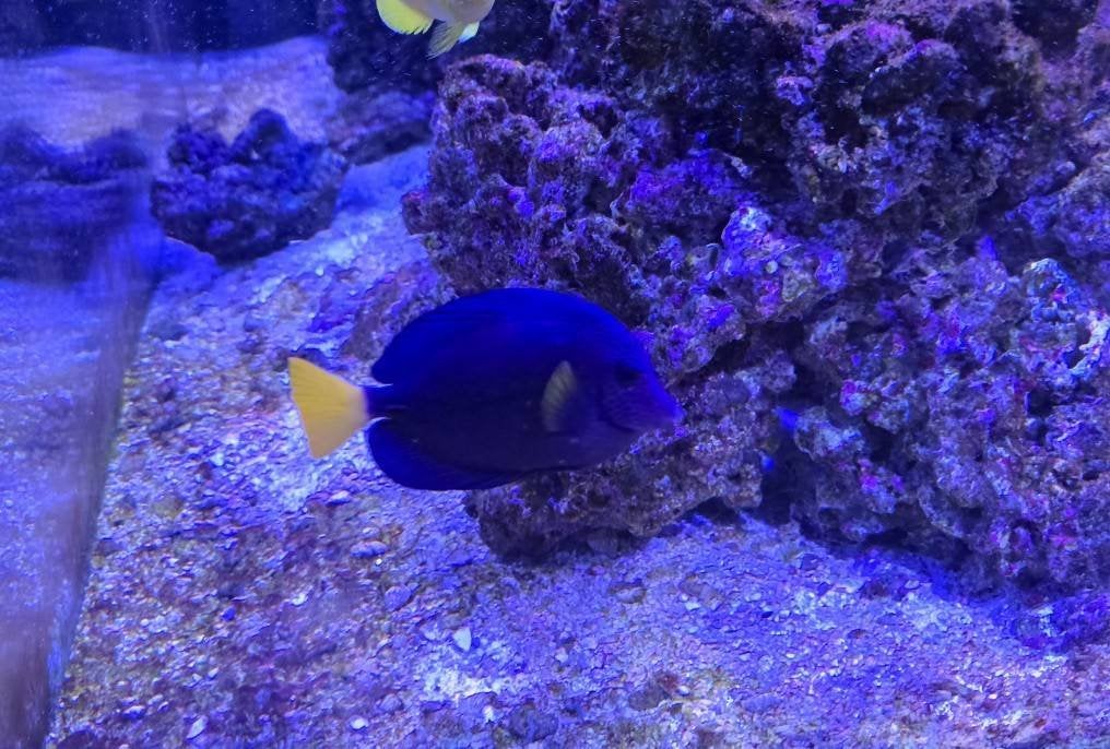 Zebrasoma Xhanturum XL 100 euro, Vis, Zoutwatervis