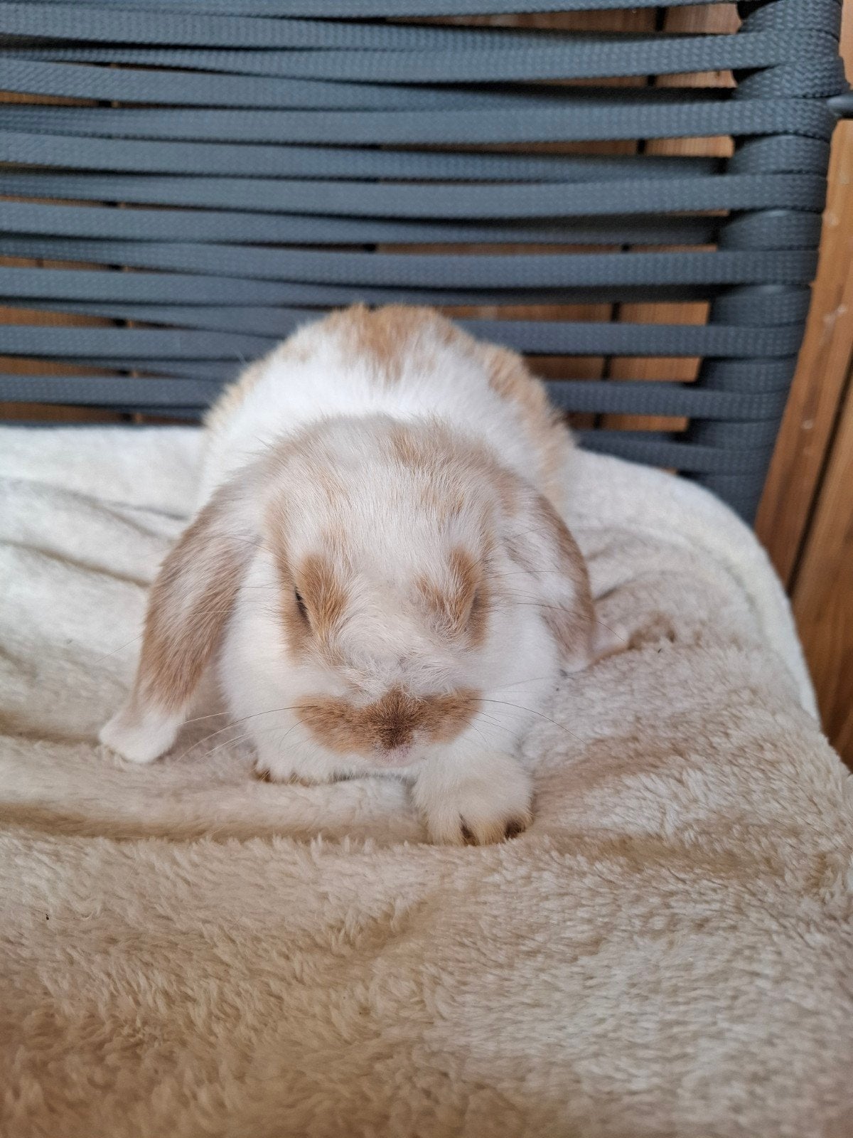 Baby minilop hangoor koppeltje konijntjes, Meerdere dieren, Dwerg, Hangoor