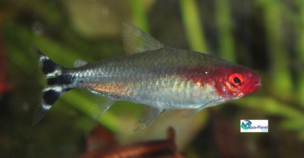 Roodneuszalm, Dieren en Toebehoren, Vissen | Aquariumvissen, Vis, Zoetwatervis, Schoolvis
