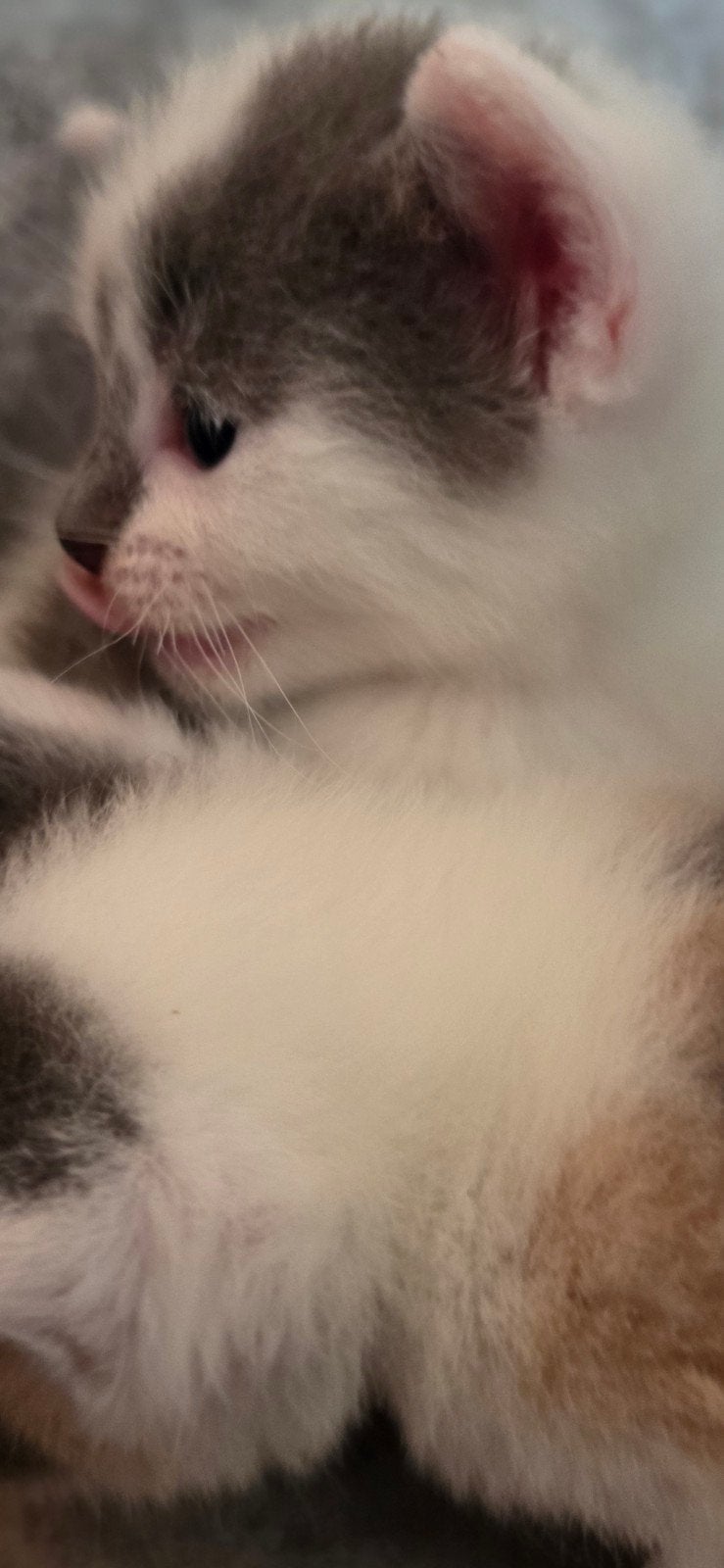 Prachtige Gesocialiseerde Kittens "gereserveerd", Meerdere dieren, 0 tot 2 jaar