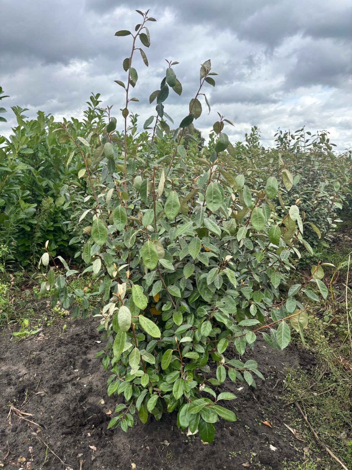 VANAF OKTOBER LEVERBAAR  ‘Olijfwilg, elaeagnus ebbingei’, Tuin en Terras, Ophalen, Minder dan 100 cm
