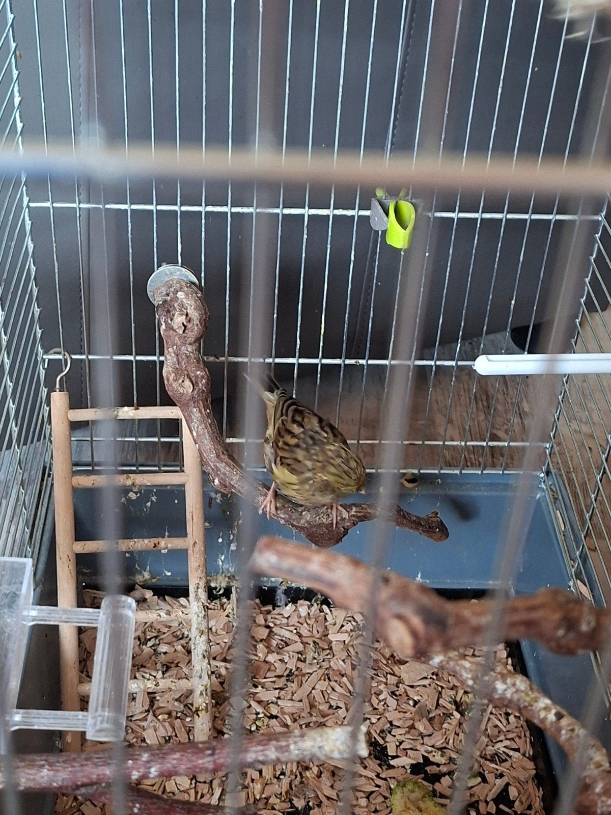 Glosters, Dieren en Toebehoren, Mannelijk