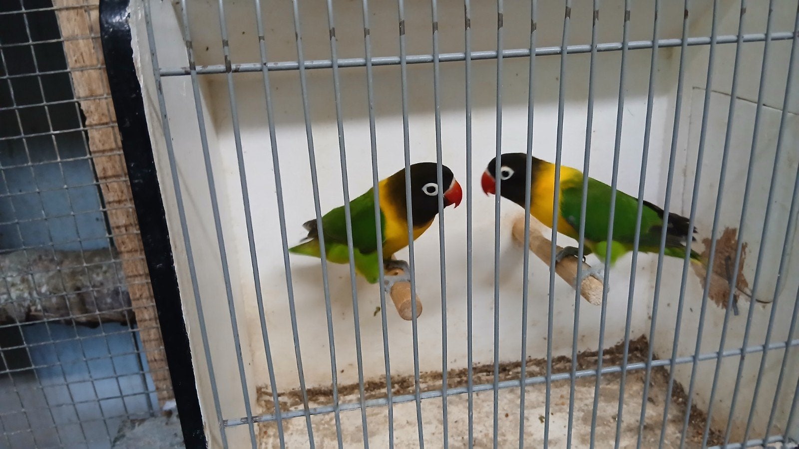 agapornis personata, Geslacht onbekend, Dwergpapegaai of Agapornis