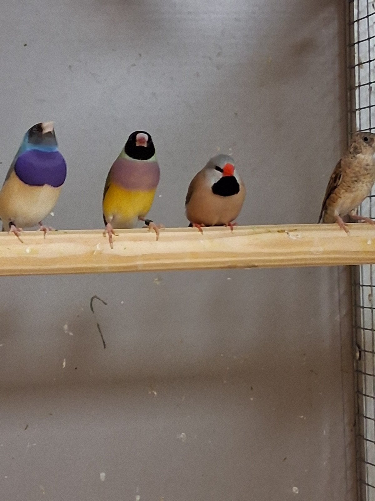Vele soorten vogels zaterdag ochtend geopend inruilen mogeli, Meerdere dieren