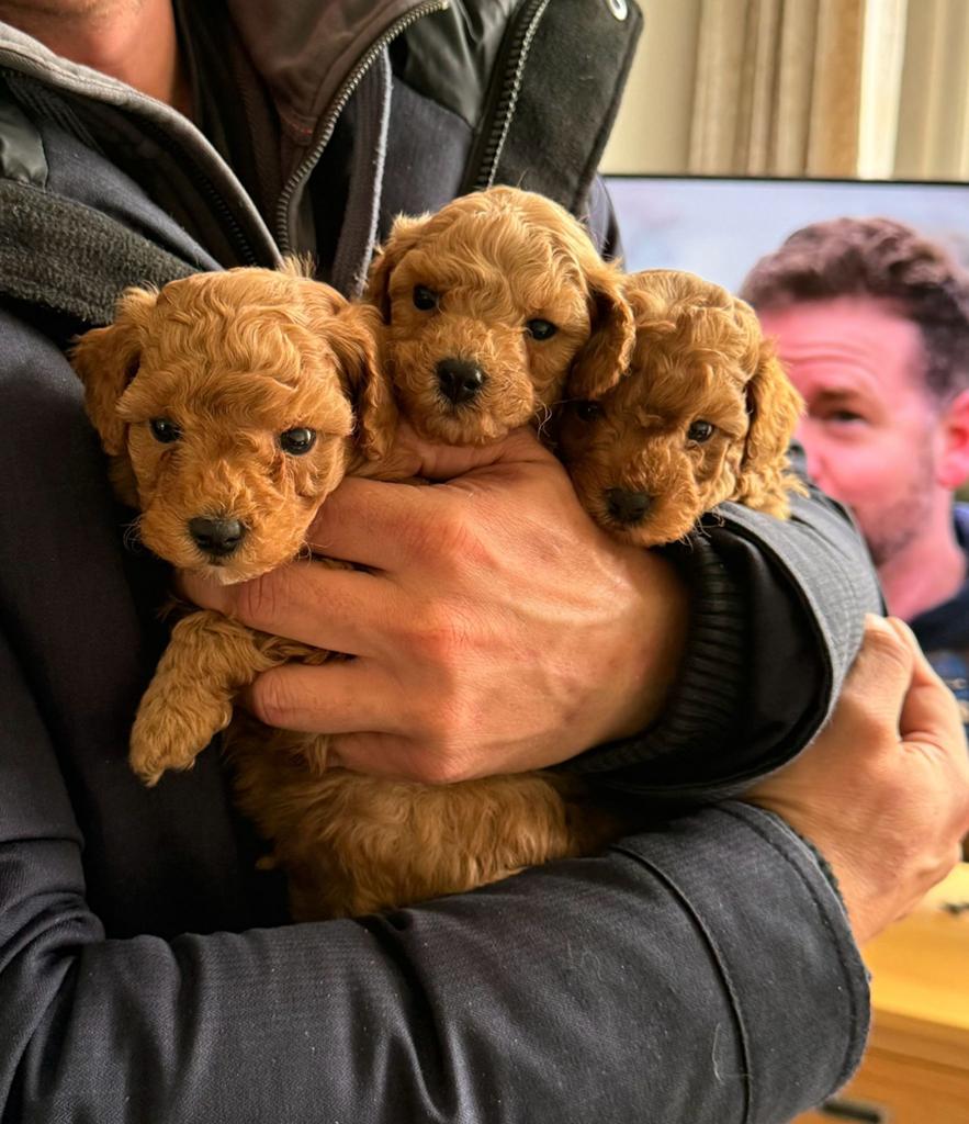 Prachtige Toy poedeltjes pups reutjes, Poedel, Parvo, Reu, 8 tot 15 weken
