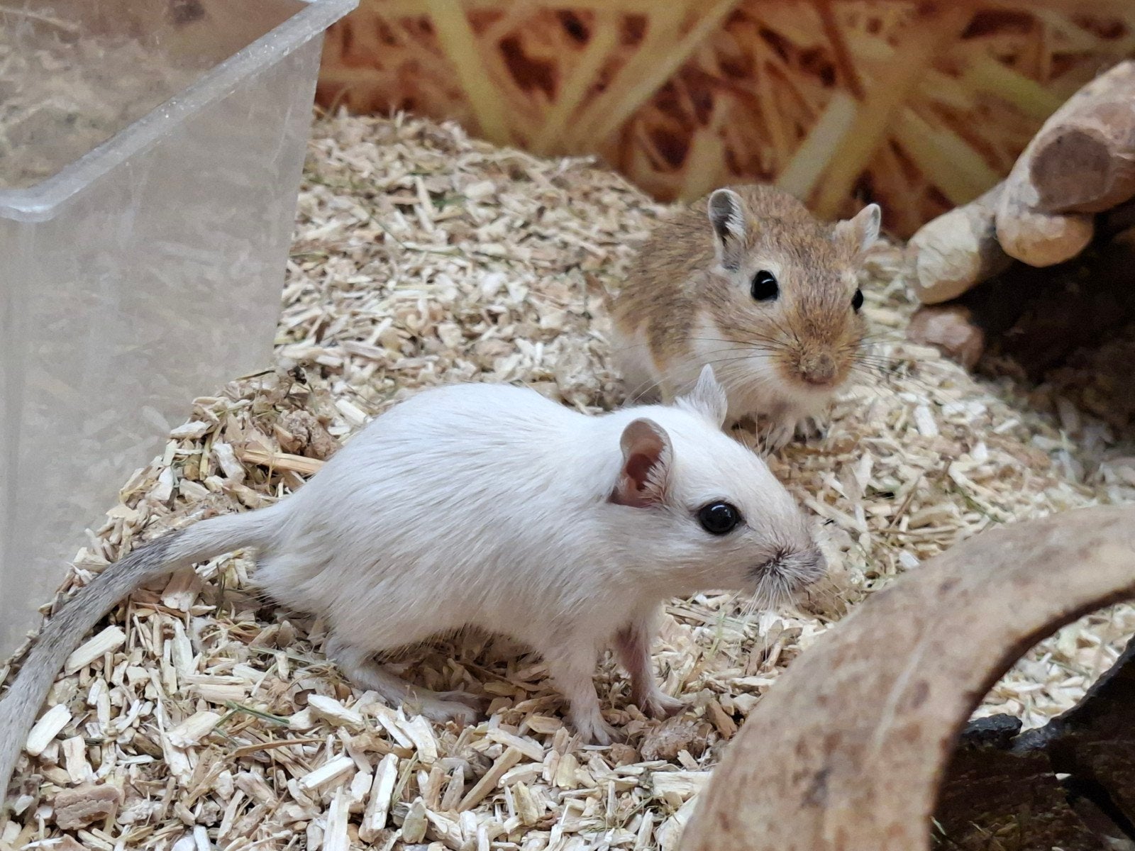 Hele leuke en nieuwsgierige gerbil mannen., Juli, Mannelijk, Overige typen