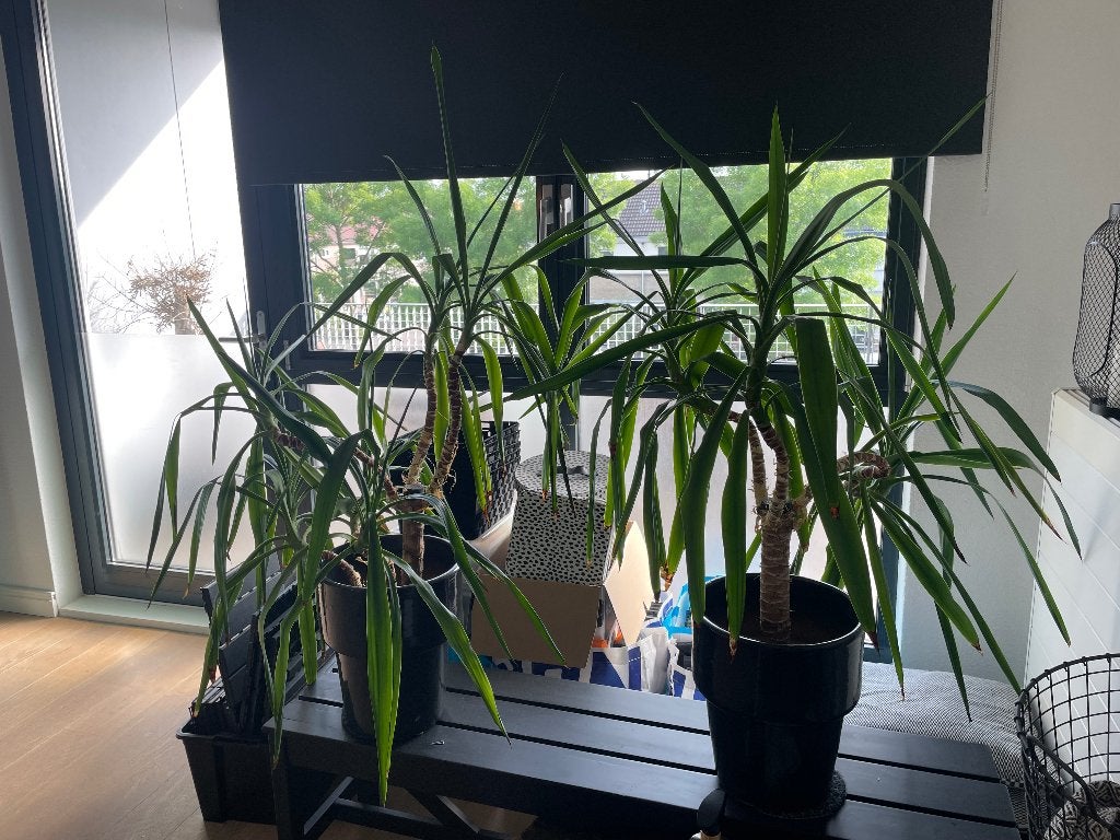 Yucca planten, Ophalen, Halfschaduw, Minder dan 100 cm, Bloeiende kamerplant