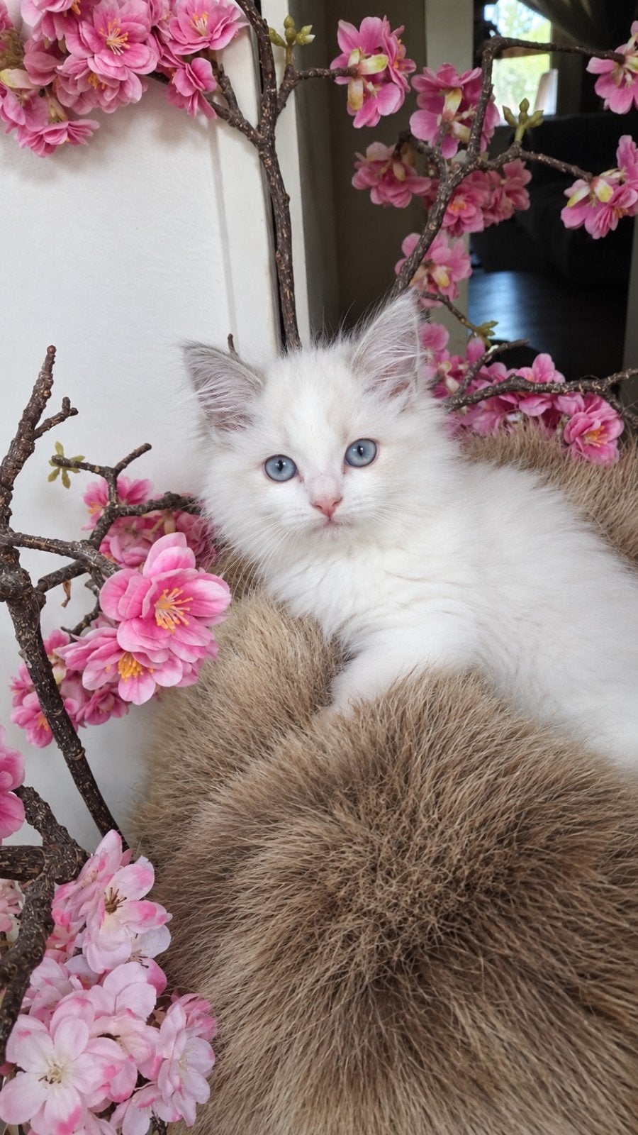 ragdoll kittens uit geteste ouders, Dieren en Toebehoren, Meerdere dieren, Gechipt