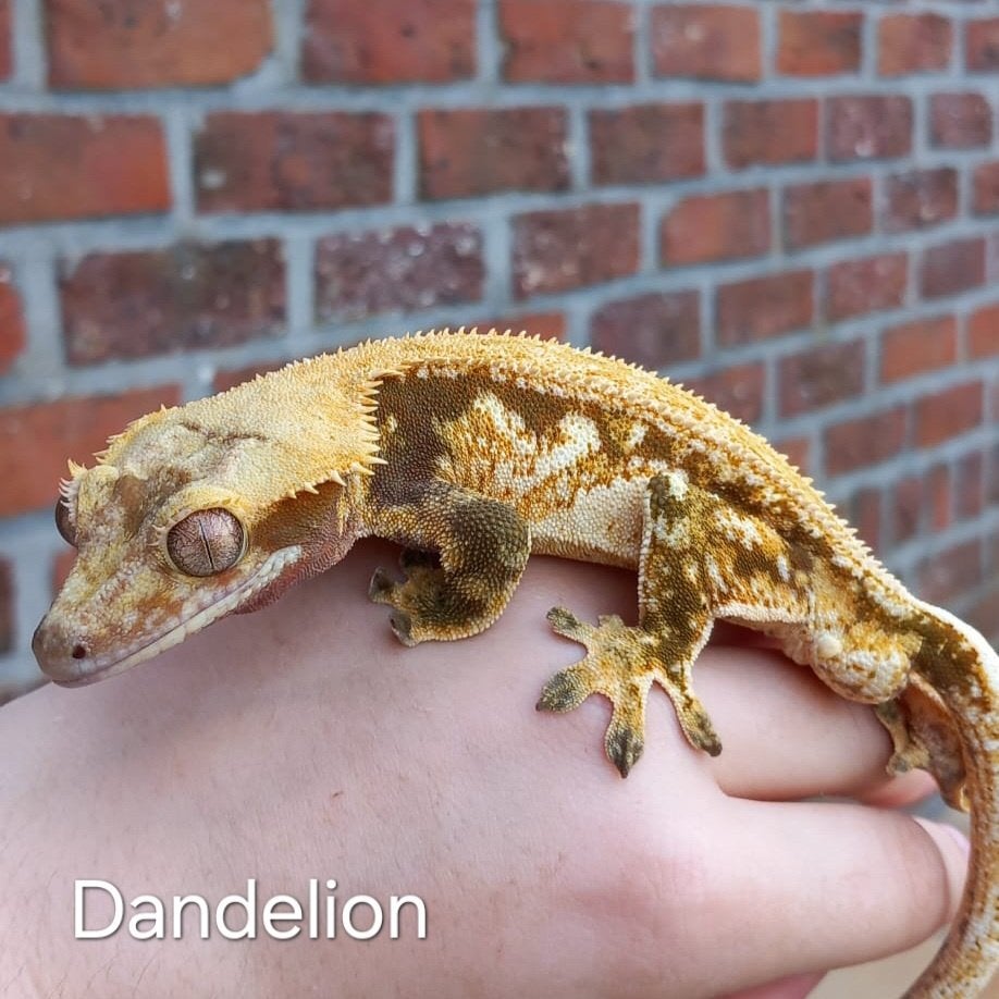 Tricolor Emptyback wimpergekko vrouw Crested Gecko photo 5