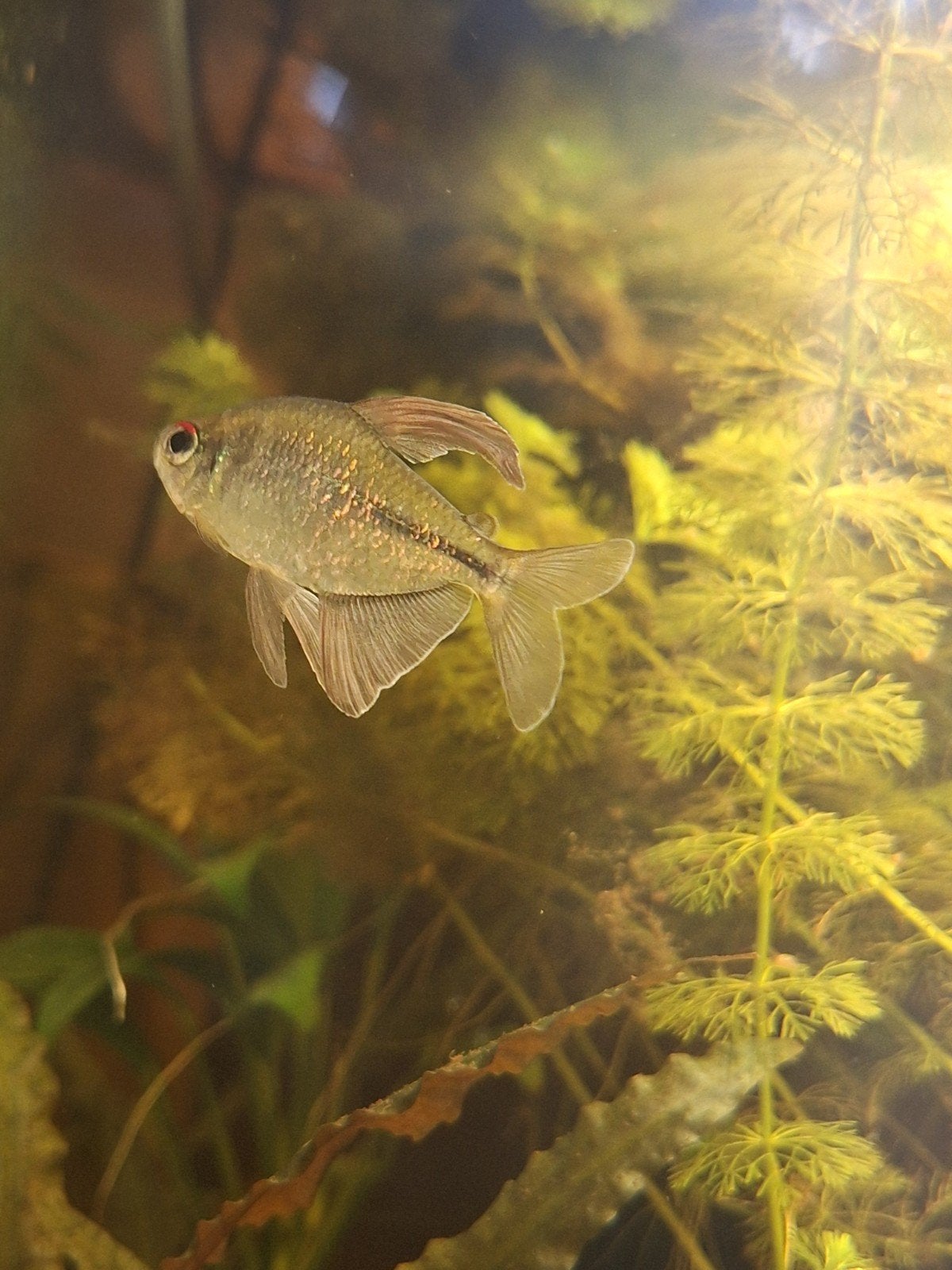 GEZOCHT: vissen voor in mijn aquarium, Vis, Zoetwatervis