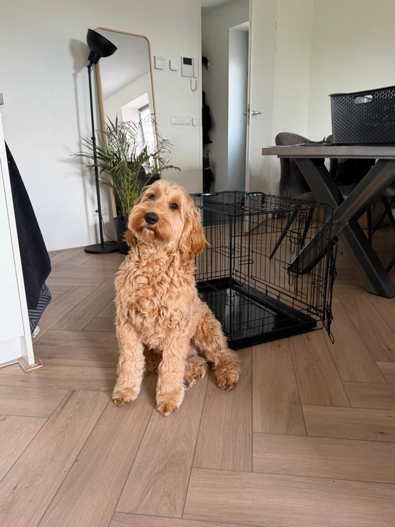 Honden bench, Dieren en Toebehoren, Hondenhokken, Ophalen of Verzenden, Zo goed als nieuw, 75 tot 110 cm, Minder dan 65 cm