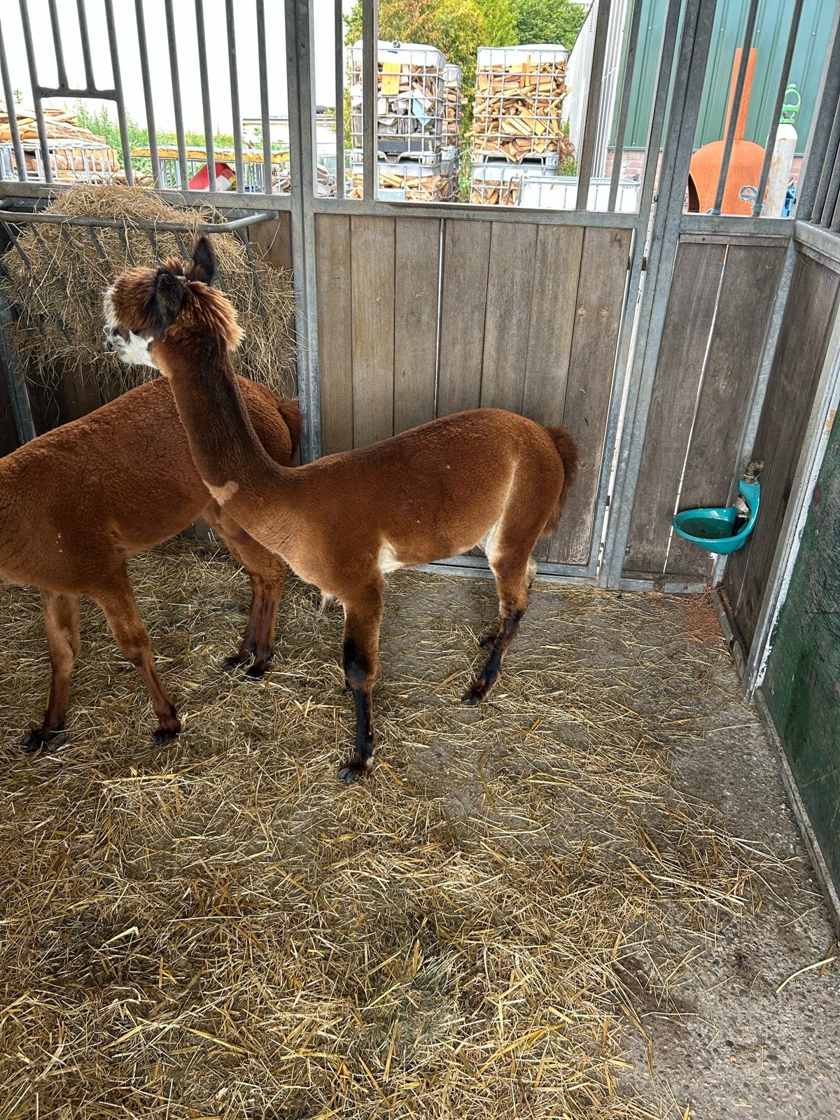Alpaca hengst, Mei, Mannelijk