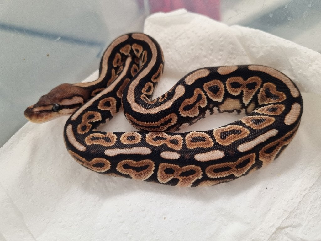 0.1 cinnamon (gravel) het clown koningspython Ball Python - female for sale from Snakesnballoons