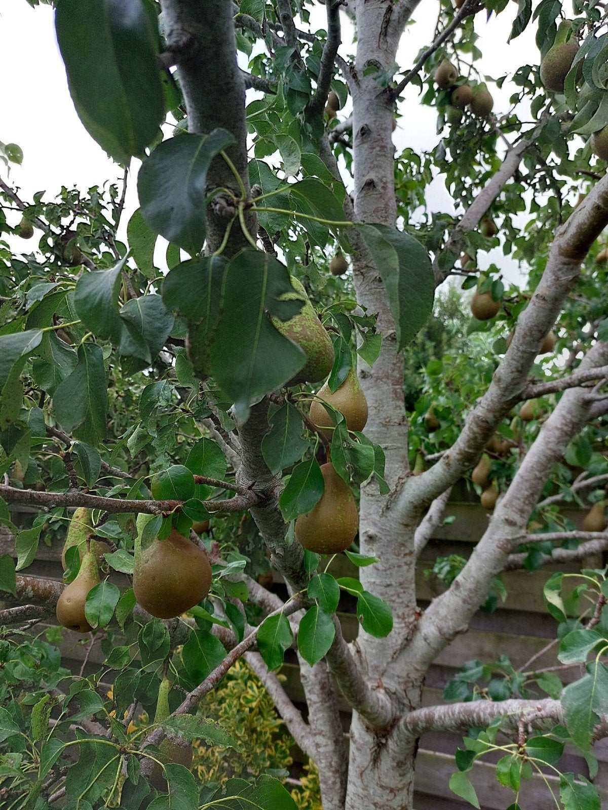 conference handperen, Tuin en Terras, Planten | Fruitbomen, Ophalen, Minder dan 100 cm, Overige soorten