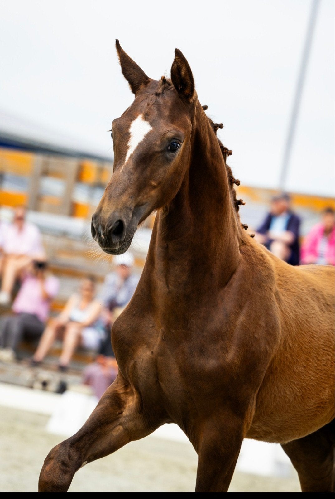 lux koffievos hengstveulen Red viper 6 maand, Minder dan 160 cm, Met stamboom, Dressuurpaard, 0 tot 2 jaar