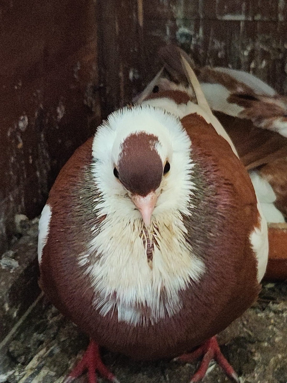 Mooi koppel duiven, Meerdere dieren