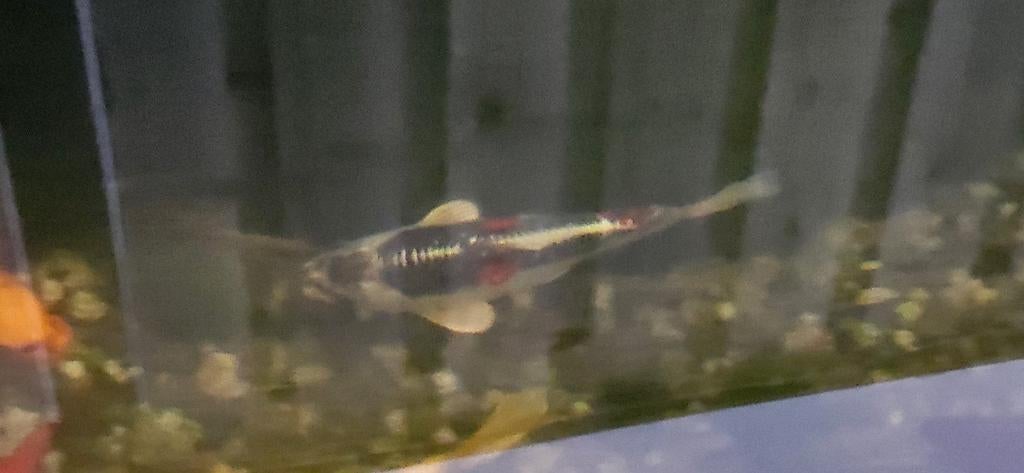Koi's, Dieren en Toebehoren, Vissen | Vijvervissen, Karper of Koi