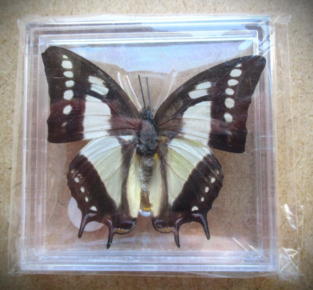 Vlinder Common Nawab~Polyura Athamas~Opgezet, Ophalen of Verzenden, Zo goed als nieuw, Insect, Opgezet dier