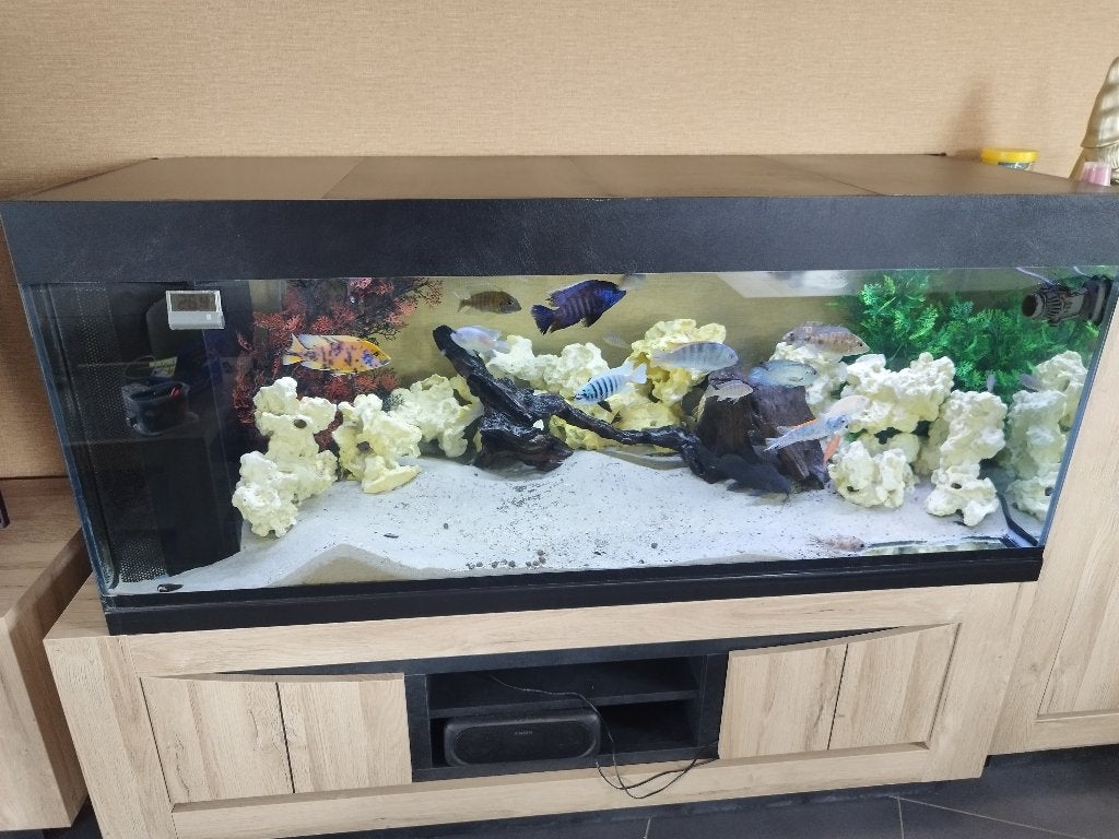 Aquarium, Vis, Zoetwatervis