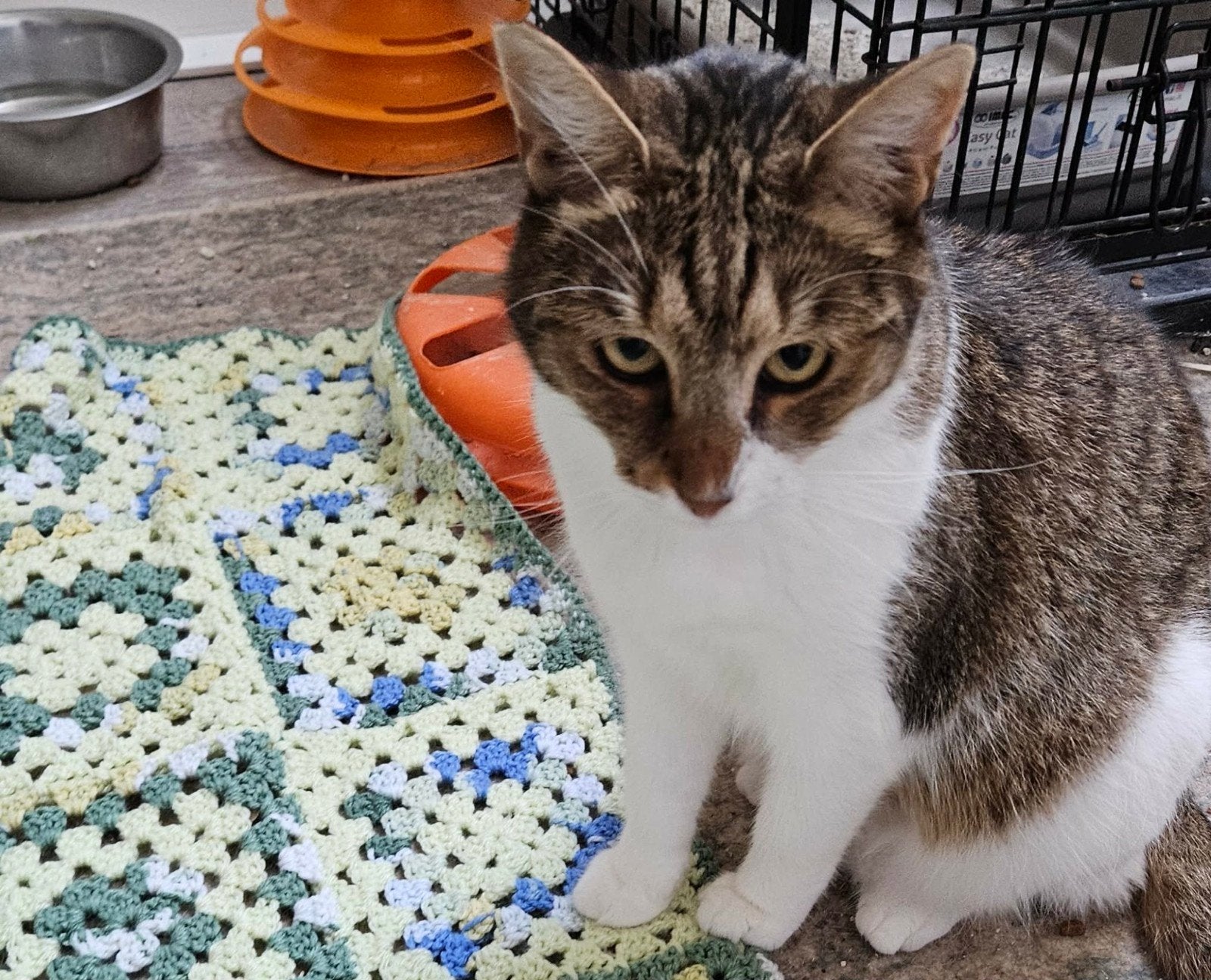 Prachtige Momo is 3 jaar en een lieve poes, Dieren en Toebehoren, Poes, Kortharig, 3 tot 5 jaar