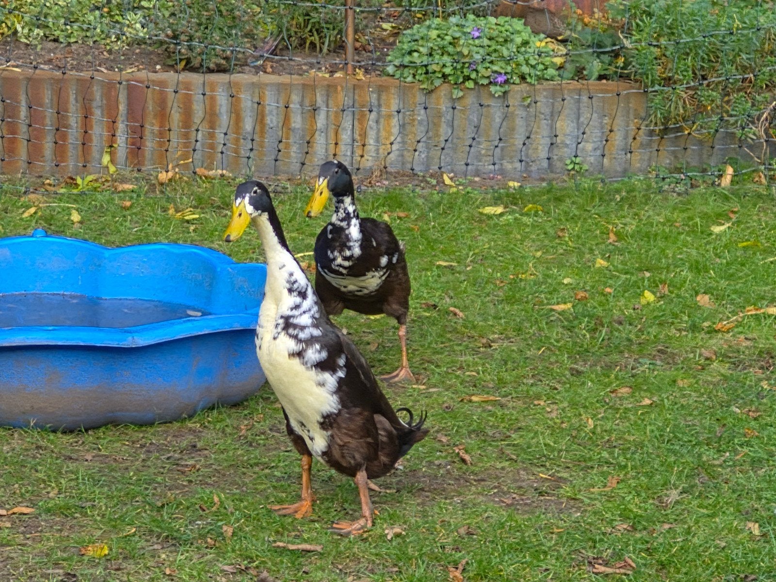 loopeenden, mannelijke., Dieren en Toebehoren, Mannelijk, Eend