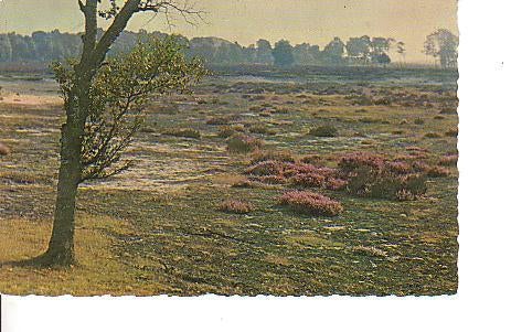 Ansichtkaart	Garderen	Heide, Verzamelen, Ansichtkaarten | Nederland, Verzenden, 1940 tot 1960, Gelopen, Gelderland