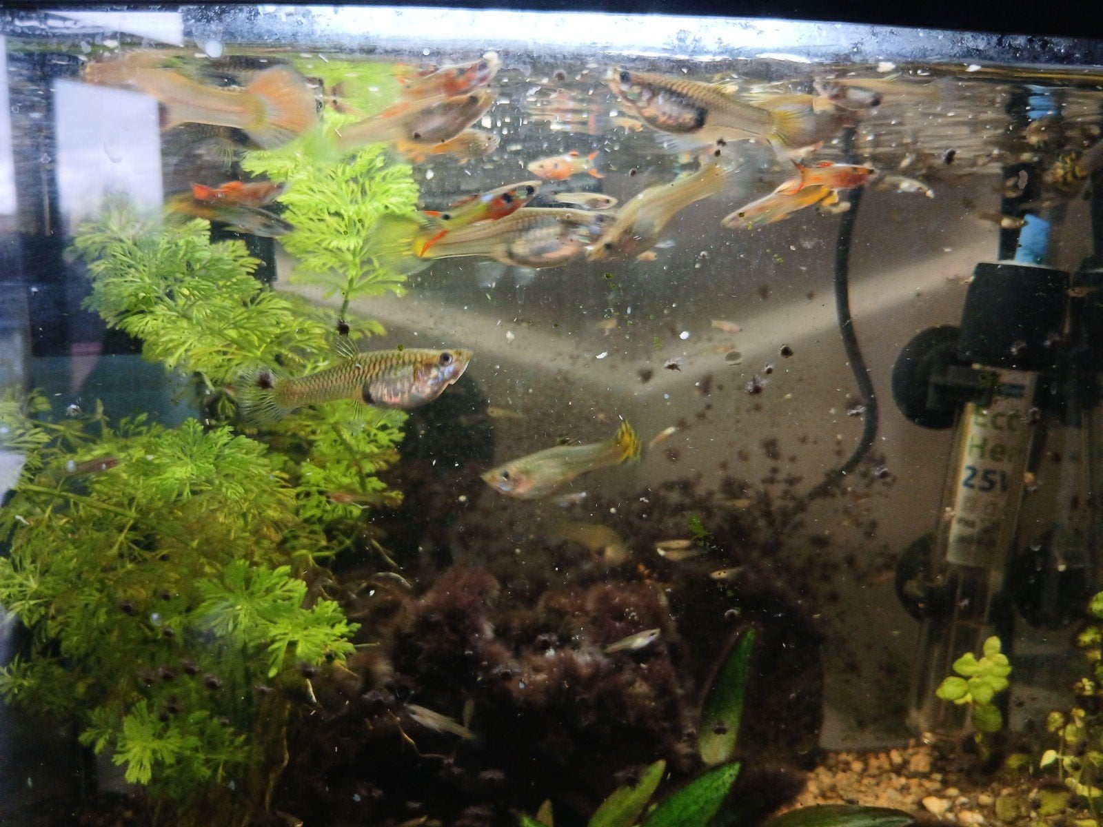 guppies te koop, Dieren en Toebehoren, Ophalen of Verzenden, Plant(en), Steen of Hout