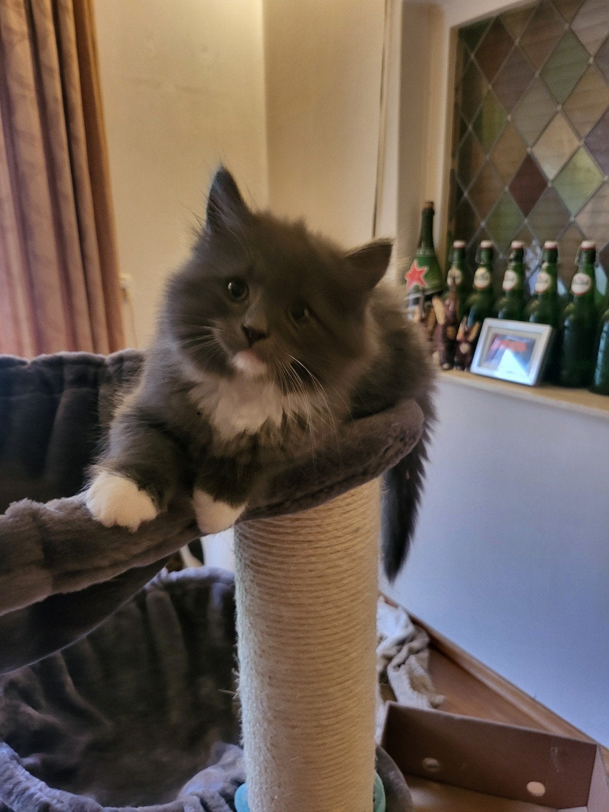 Siberische kittens  met stamboom, Meerdere dieren, Gechipt
