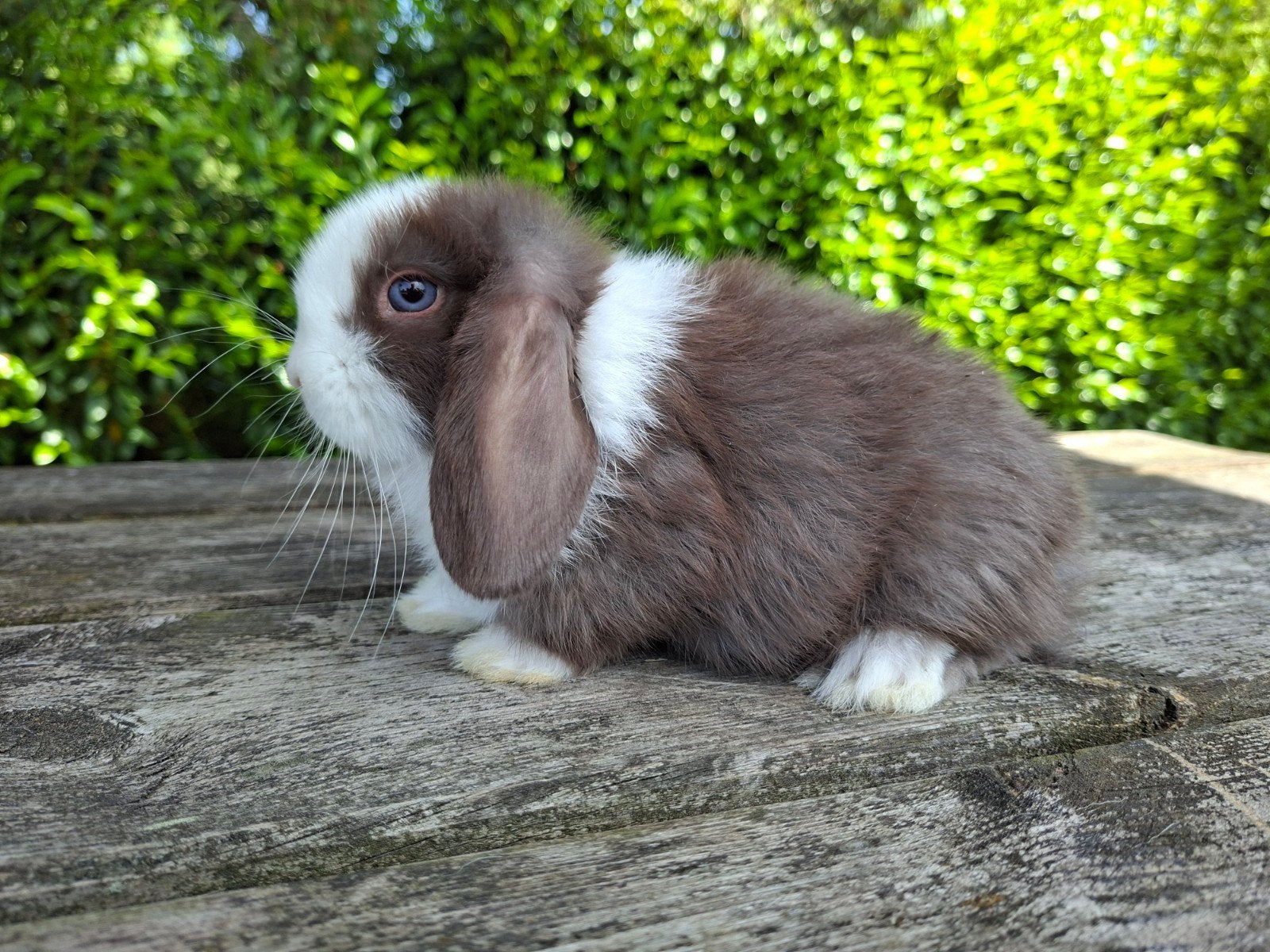 Minilop konijntjes, Dieren en Toebehoren, Meerdere dieren, Dwerg, Hangoor, 0 tot 2 jaar