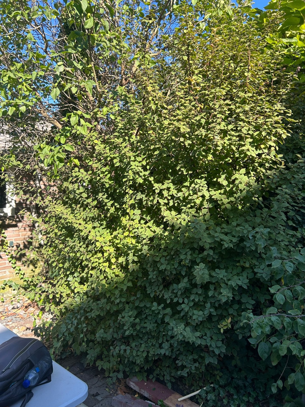Hazelaar struik/plant, Ophalen, Overige soorten, Struik, 250 cm of meer