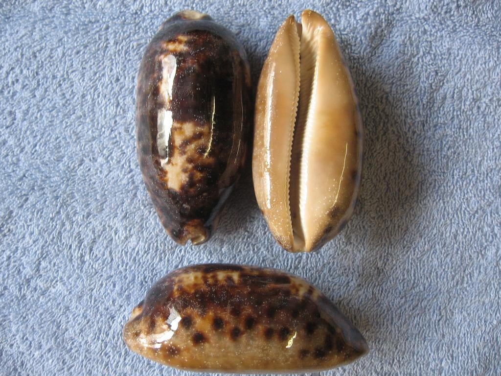 Schelpen: Cypraea testudinaria L. f++/gem 90-99mm, Ophalen of Verzenden, Schelp(en)