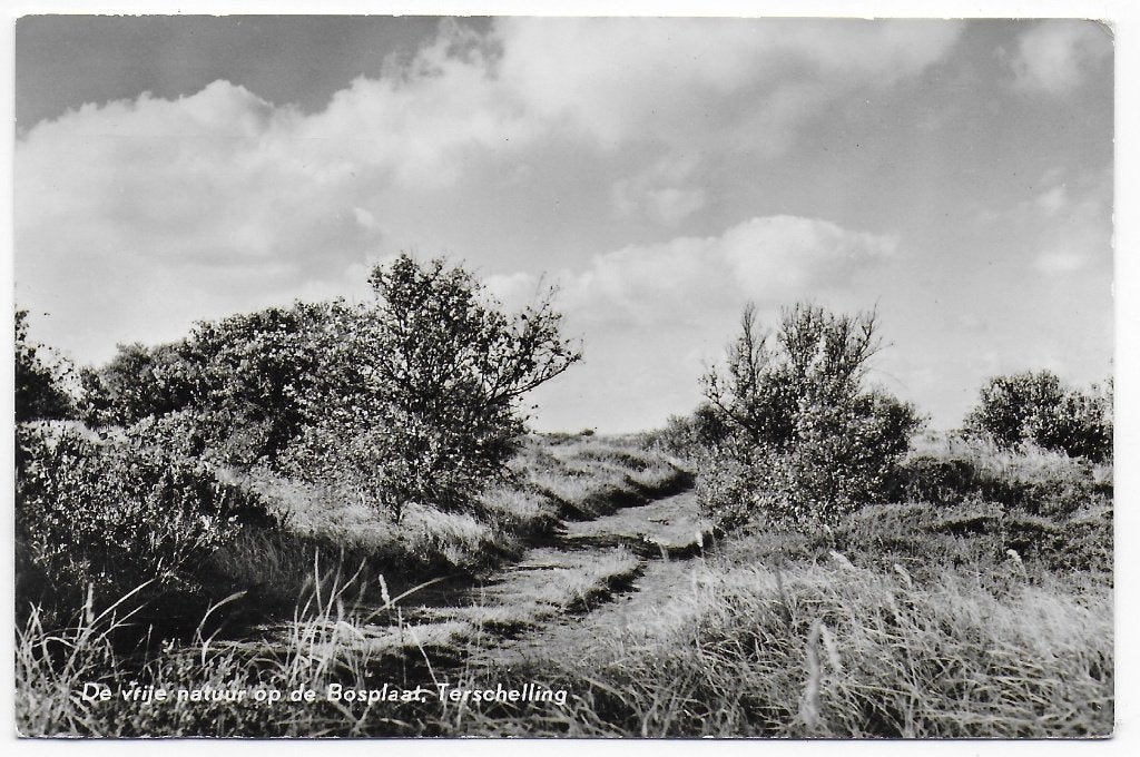 Terschelling oude gelopen ansichtkaart ( B8146), Ophalen of Verzenden, 1960 tot 1980, Gelopen, Waddeneilanden