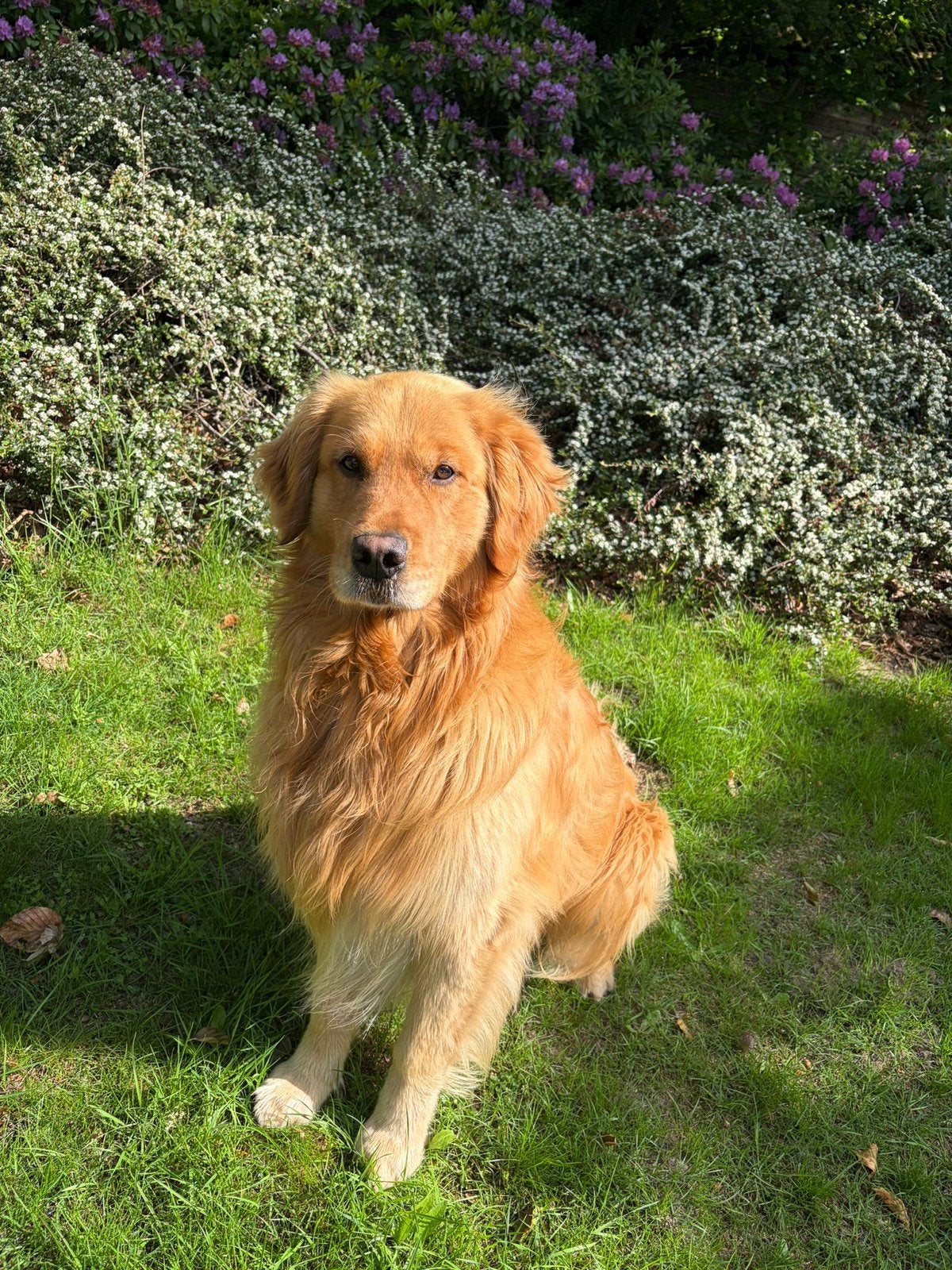 Te koop prachtige maar vooral lieve puppy’s, Golden retriever, 8 tot 15 weken, Parvo, Meerdere