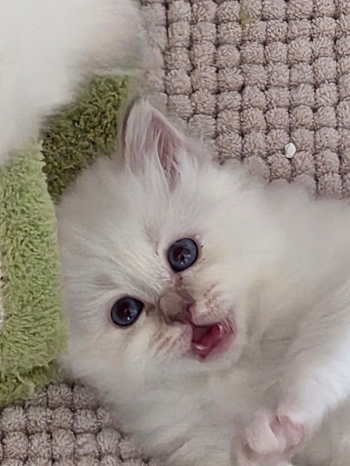 Heilige Birmaan kittens( katers) met stamboom, Dieren en Toebehoren, Katten en Kittens | Raskatten | Langhaar, Kater, Met stamboom