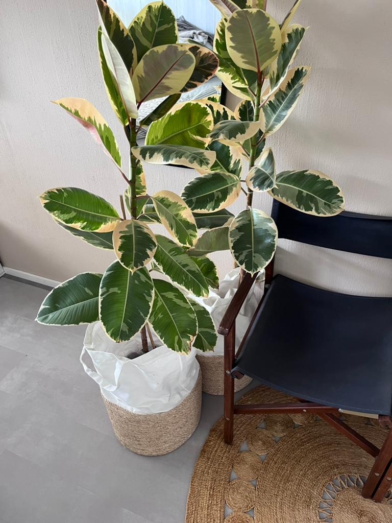 Bonte Ficus 2 stuks 135 hoog, Huis en Inrichting, Kamerplanten, Ophalen, Ficus, Halfschaduw, 100 tot 150 cm
