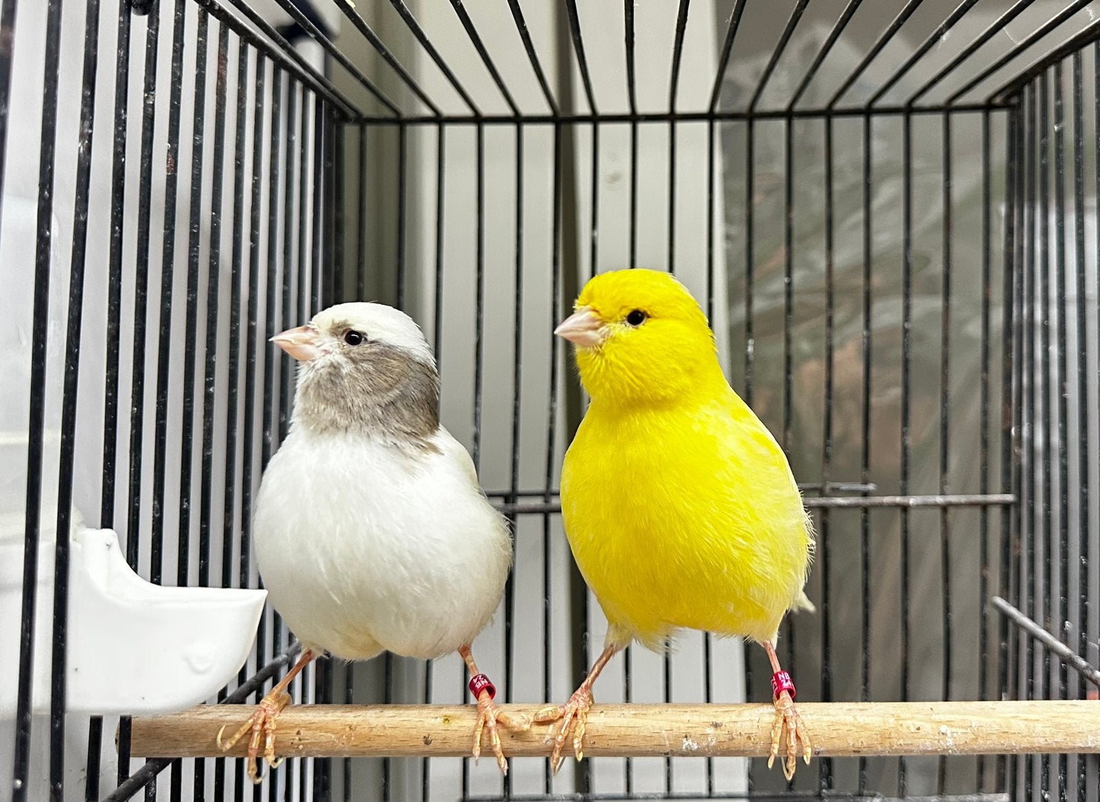 Koppel Fife Fancy, Meerdere dieren, Postuurkanarie