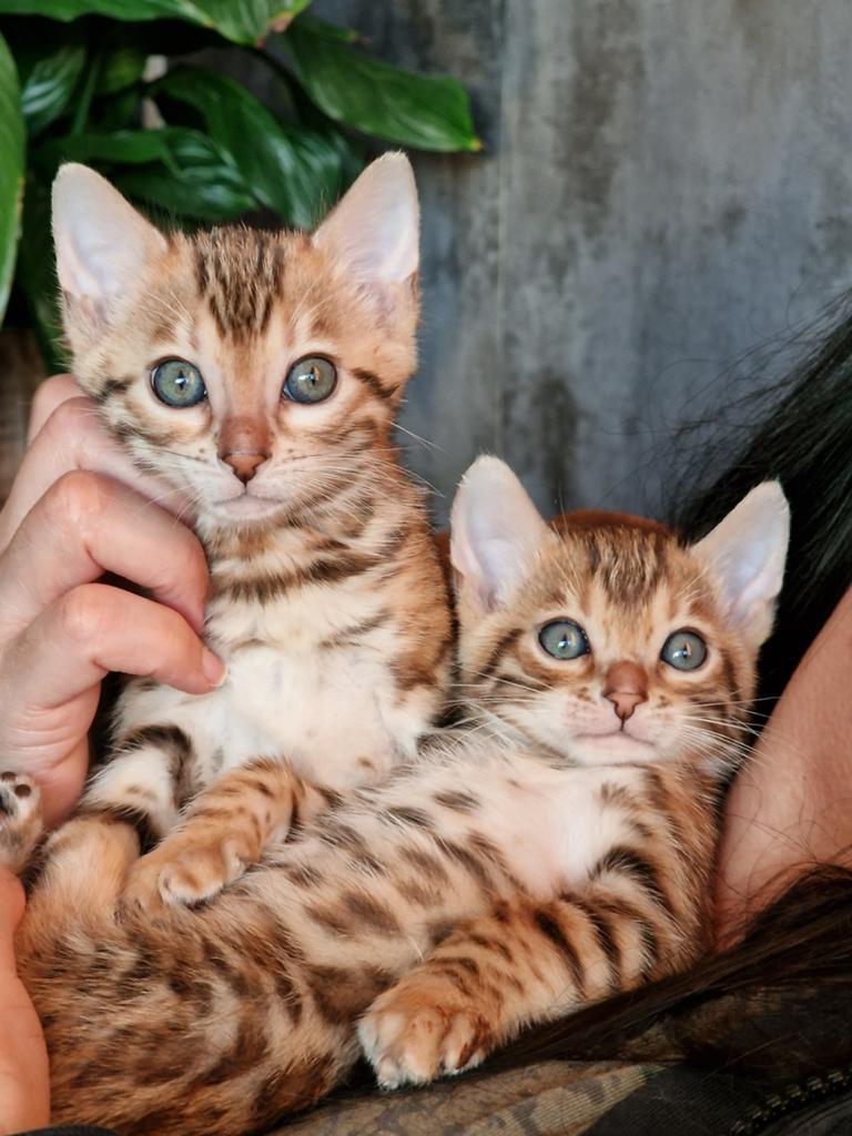 Bengaalse kittens, Dieren en Toebehoren, Katten en Kittens | Raskatten | Korthaar, Meerdere dieren, Ontwormd, 0 tot 2 jaar