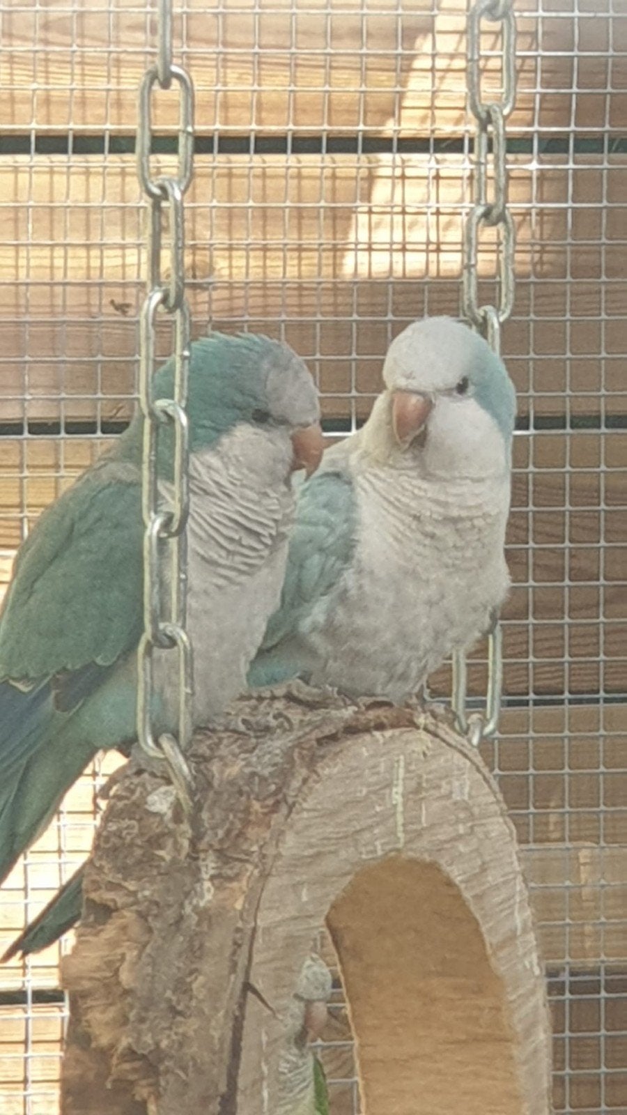 2 super kweekkoppels muisparkieten., Meerdere dieren, Parkiet, Geringd