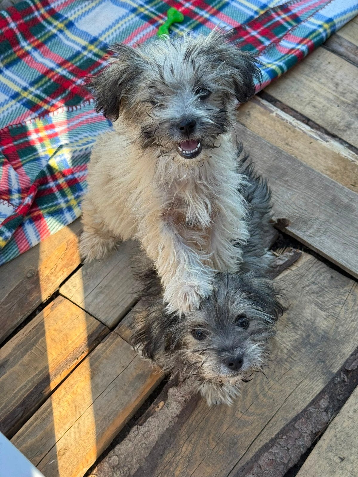 klein middelmaat pups zoeken een familie, Dieren en Toebehoren, Honden | Niet-rashonden, Particulier, 15 weken tot 1 jaar, Buitenland