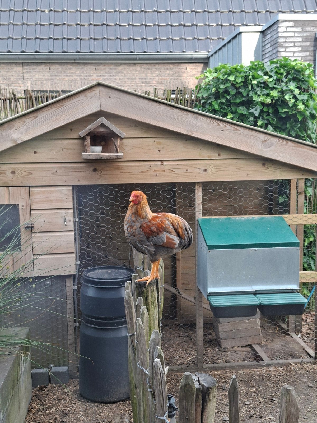 Gratis wyandotte haan, Dieren en Toebehoren, Pluimvee, Mannelijk, Kip