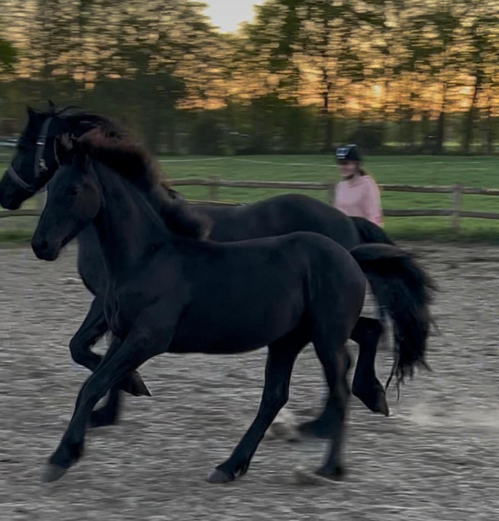 Luxe Fries hengstveulen tijmen x alwin, Dieren en Toebehoren, Paarden, Met stamboom, Minder dan 160 cm, Niet van toepassing, Dressuurpaard